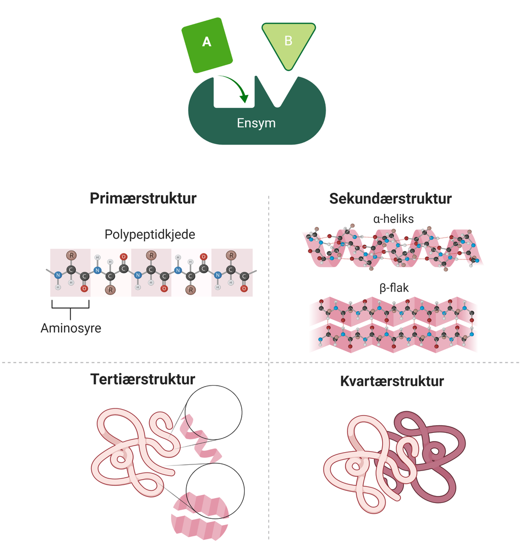 Enkle og avanserte modeller som viser primær-, sekundær-, tertiær- og kvartærstrukturer i et enzym. Illustrasjon.