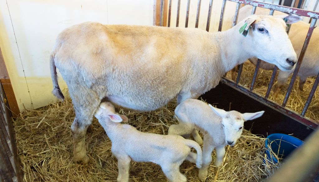 Ei søye med to lam i en fødebinge. Det ene lammet dier. Foto.