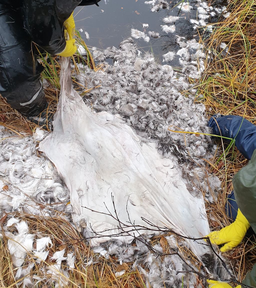 To par hender med gummihanskar fjernar håret på eit reinsdyrskinn. Arbeidet går føre seg ute, i vasskanten. Foto.