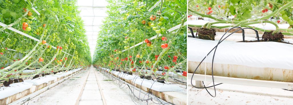 Et bilde av to rekker med tomatplanter med tomater med ulik modningsgrad og et nærbilde av dryppvanning av tomatplanter. Foto.