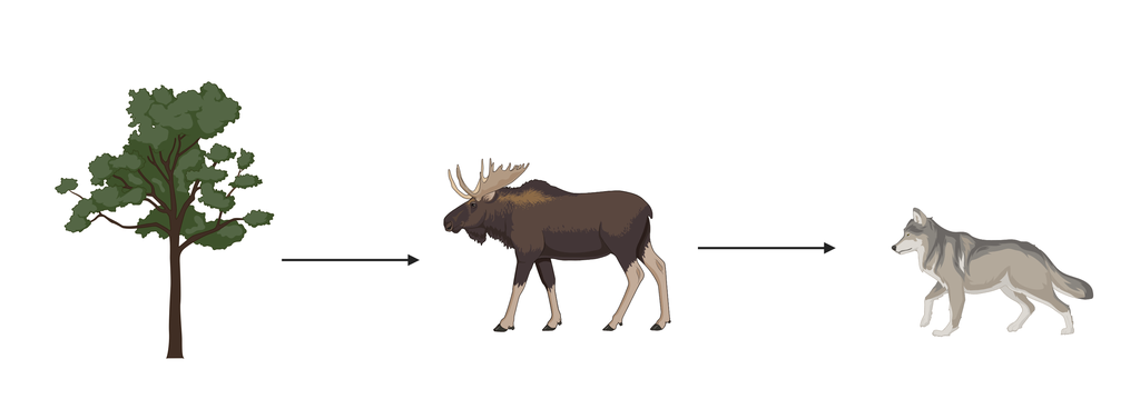 Et tre med pil til en elg og en pil videre fra elgen til en ulv. Illustrasjon.
