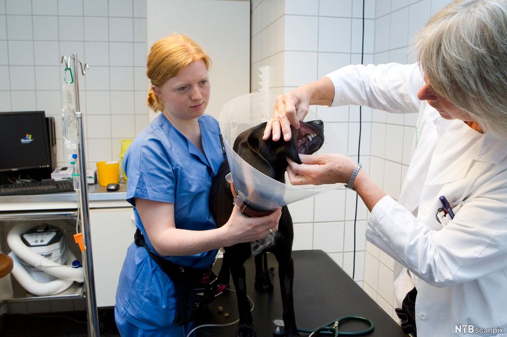 Klinikkassistent som hjelper veterinær med en hund. Foto.