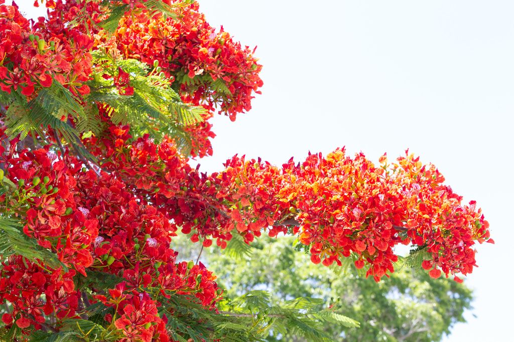 Red flowers of the Flame Tree. Photo.