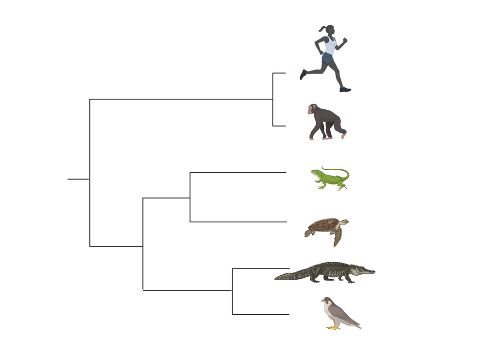 Slektstre med fugl, skilpadde, firfisle, krokodille, sjimpanse og menneske. Illustrasjon.