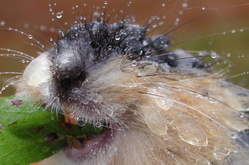 Vått lemen med blad i munnen rister av seg vann. Foto.