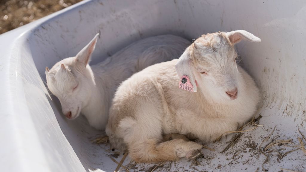 To geitekillinger ligger inntil hverandre og hviler i enden av et badekar. Foto.