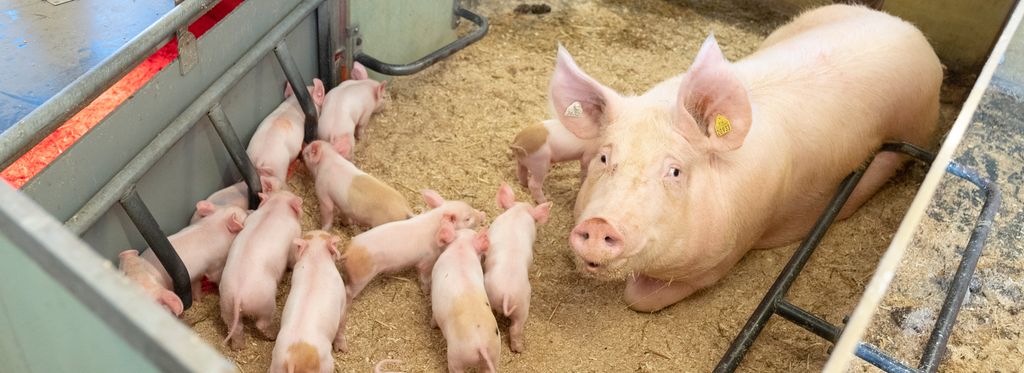 Ei purke ligger i en binge som er strødd med sagflis. Grisungene hennes tusler rundt henne i bingen. Foto.