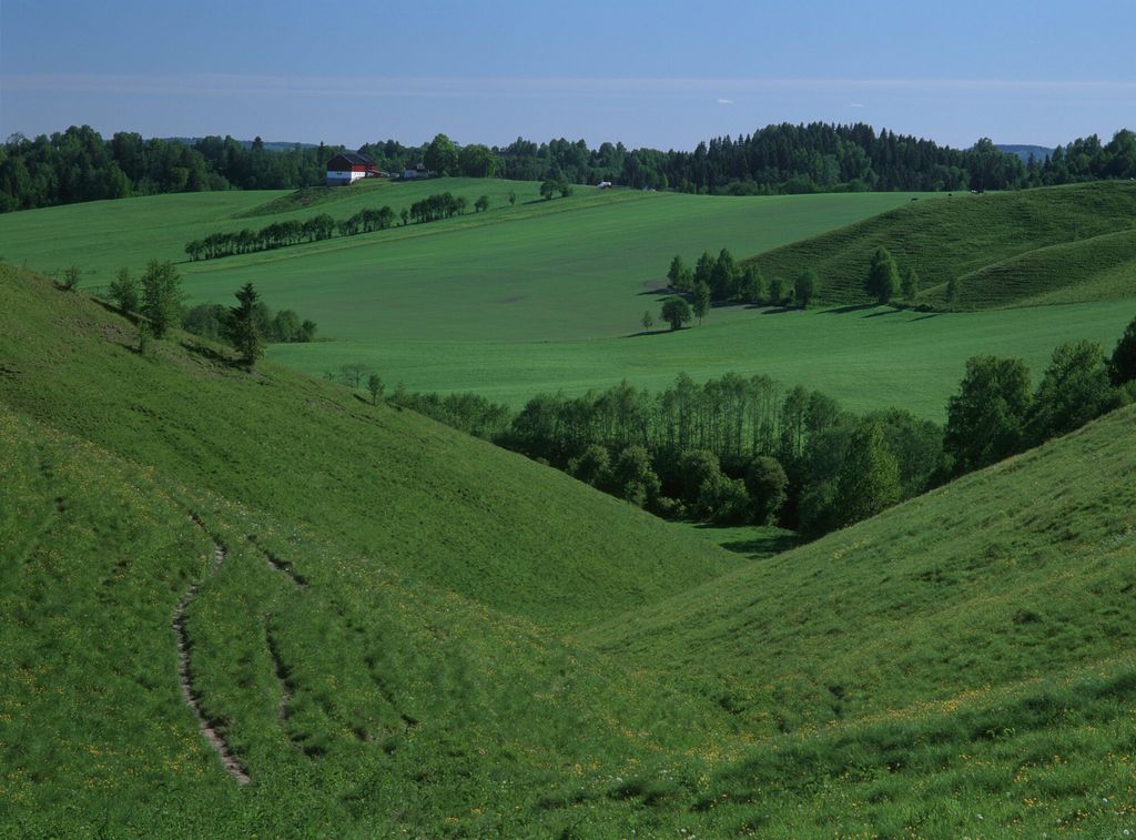 Et grønt beiteområde med forskjellig typer trær langs kantene og noen spredt på jordet. Det er en klar kveld med blå himmel. Foto.