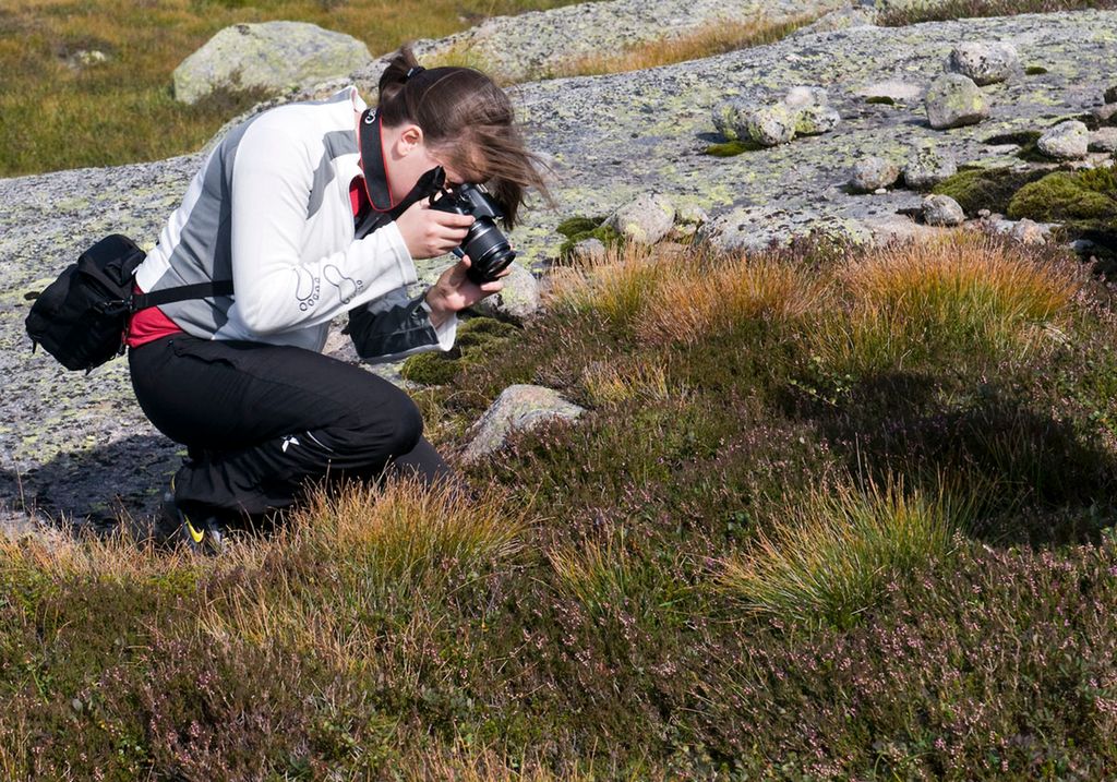 En student fotograferer røsslyng på ekskursjon i fjellet. Foto