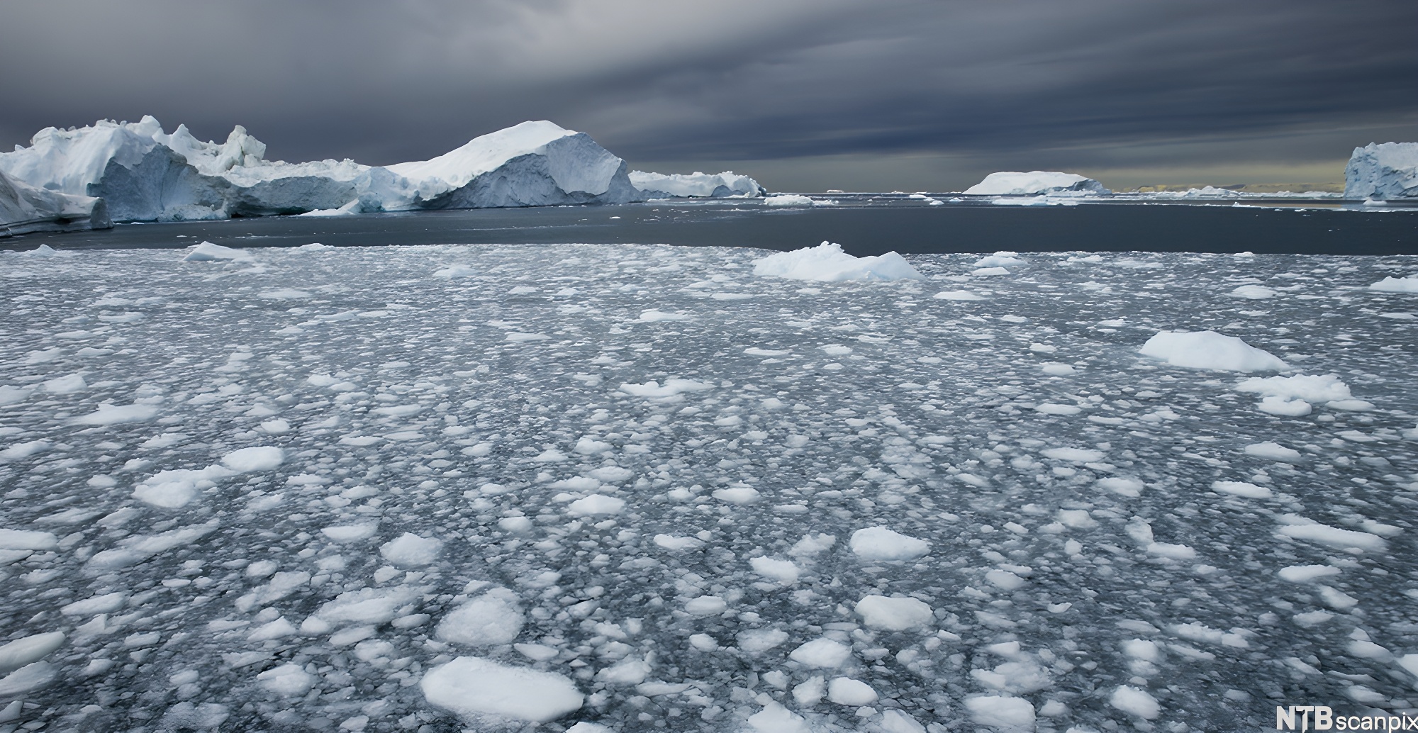 Smeltende isflak i havet. Isfjell i bakgrunnen. Foto.