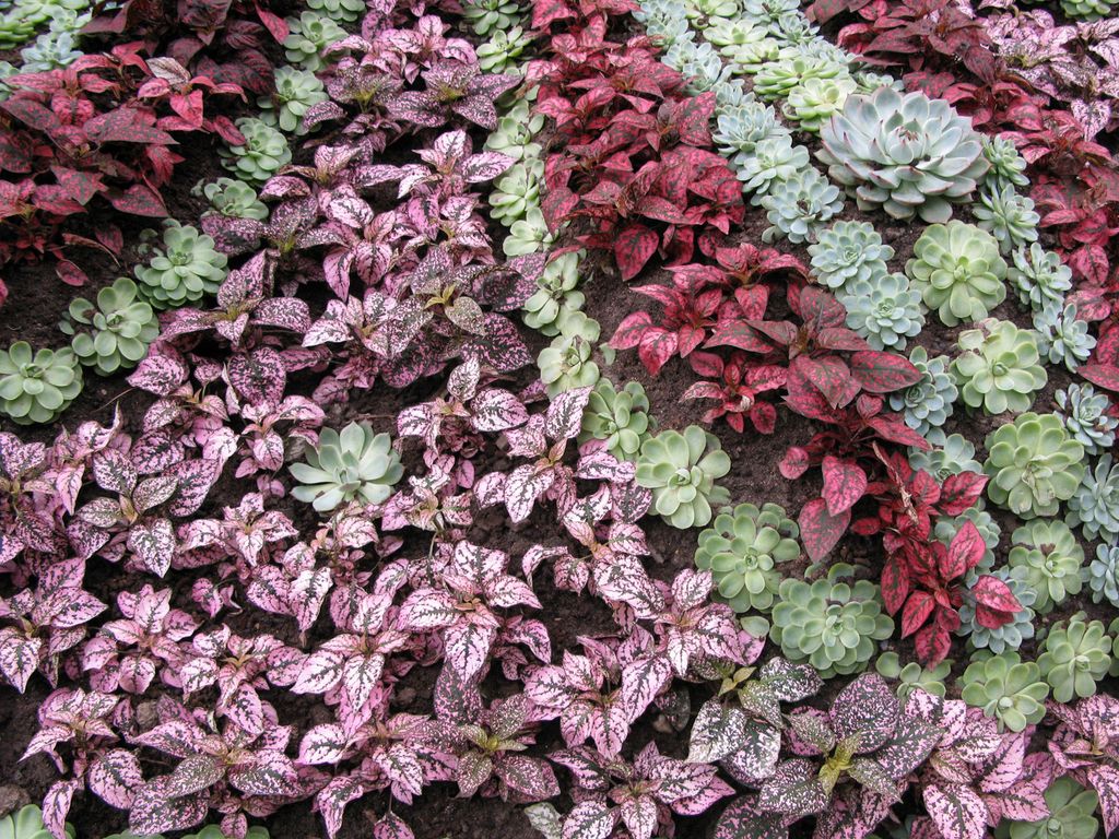 Mønster av planter. Foto.