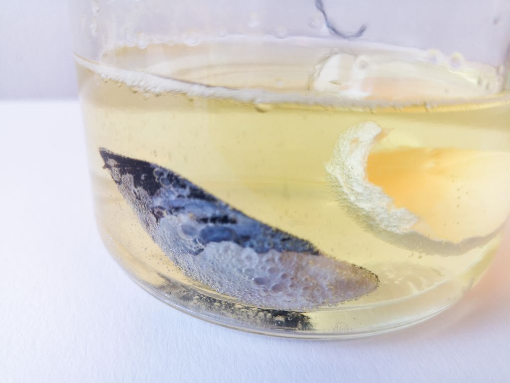 Gassbobler på blåskjell i gul løsning. Foto.