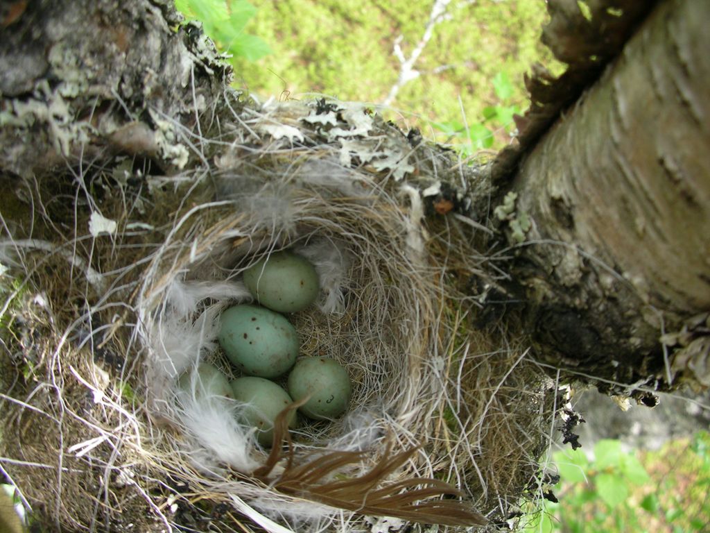 Et reir i ei kløft i en bjørkestamme. Reirskåla er fora med hvite reinshår og fjær og inneholder 5 grønne egg. Ett av egga er litt større enn resten. Foto.