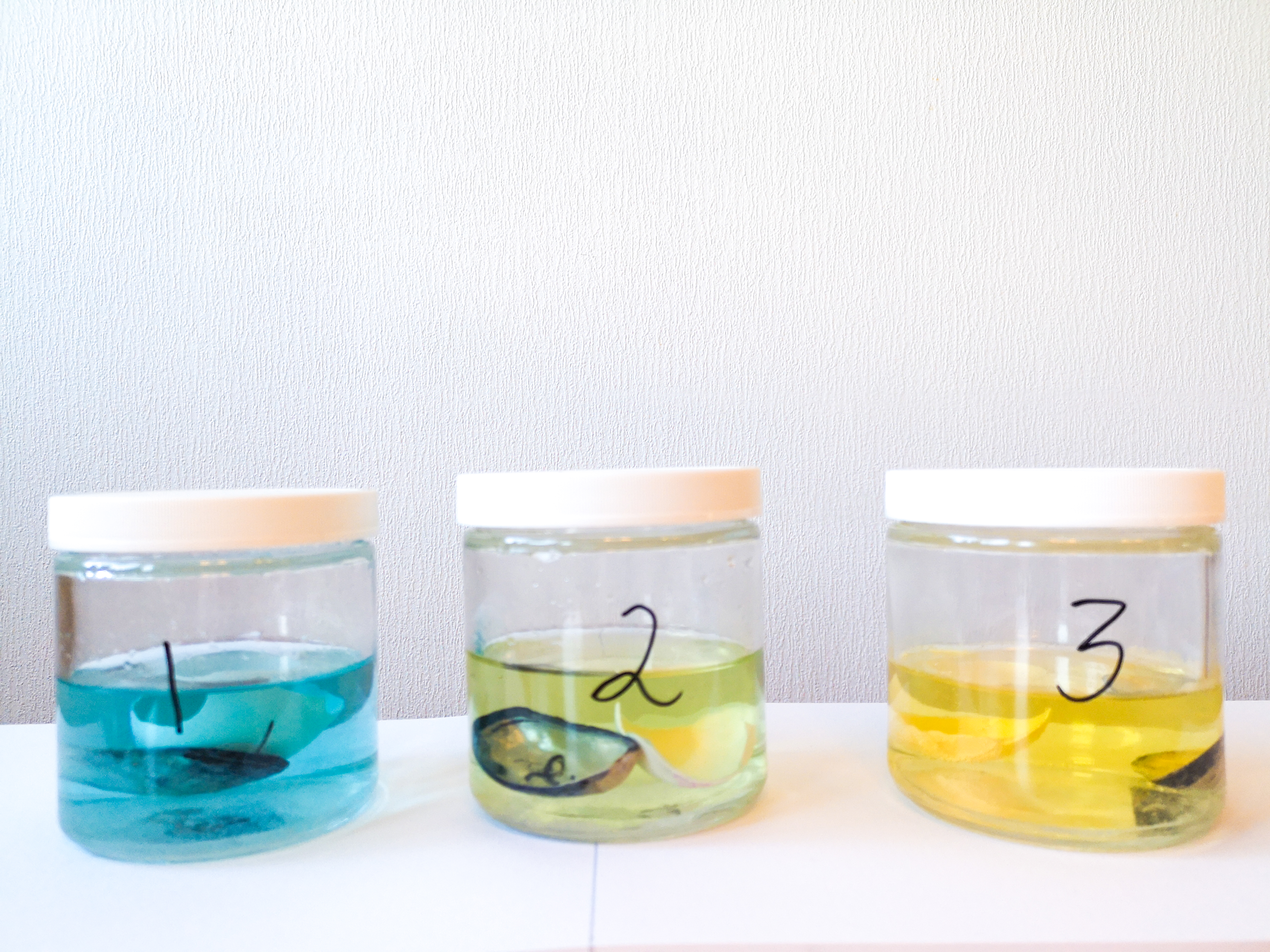 Tre nummererte glass med fargede væsker, skjell og eggeskall. Foto.