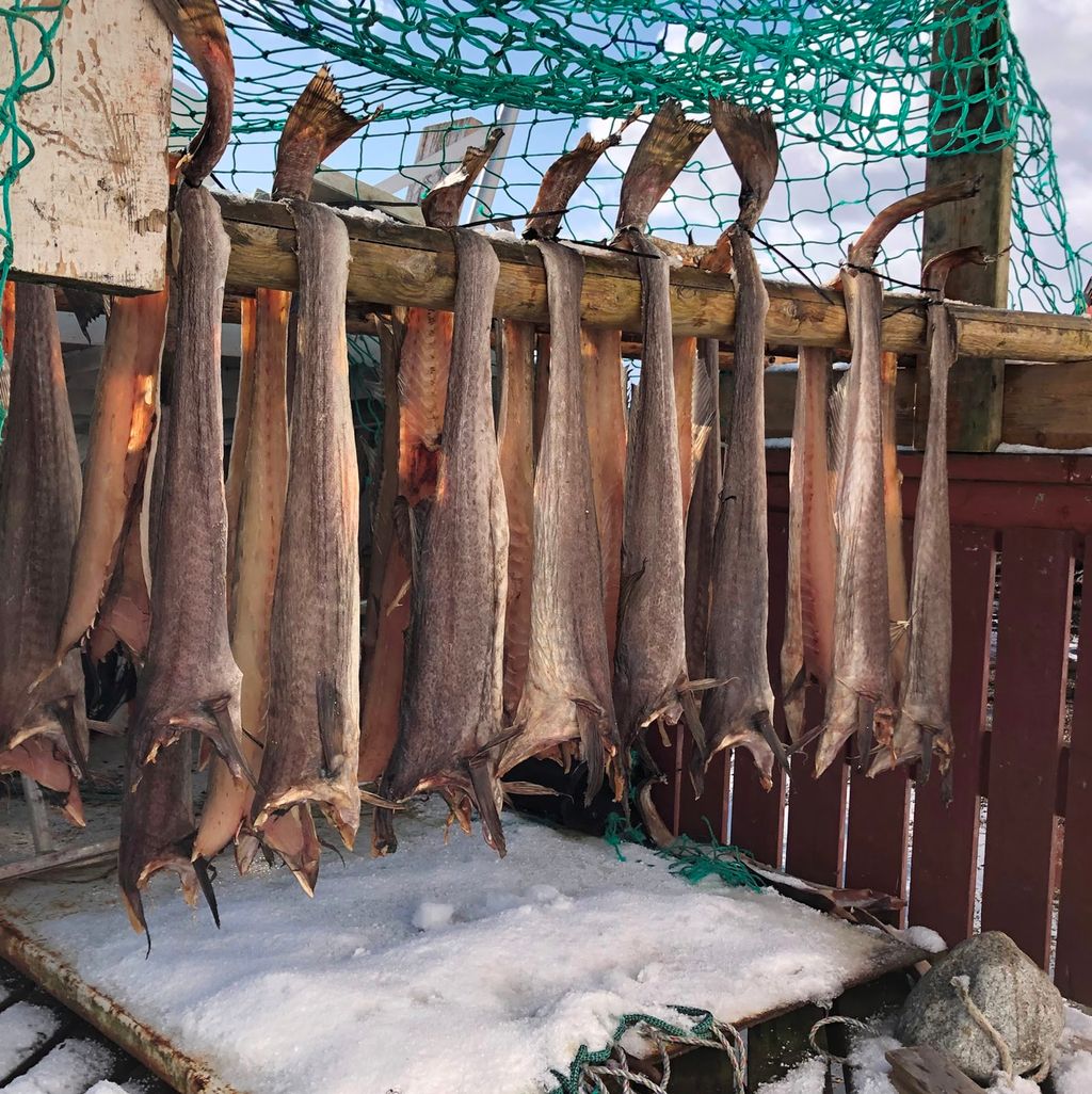 Tørrfisk som henger til tørk. Foto.