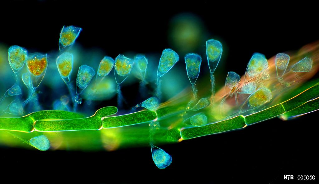 Små, koppformede strukturer organisert bortover ei grein. Foto. 