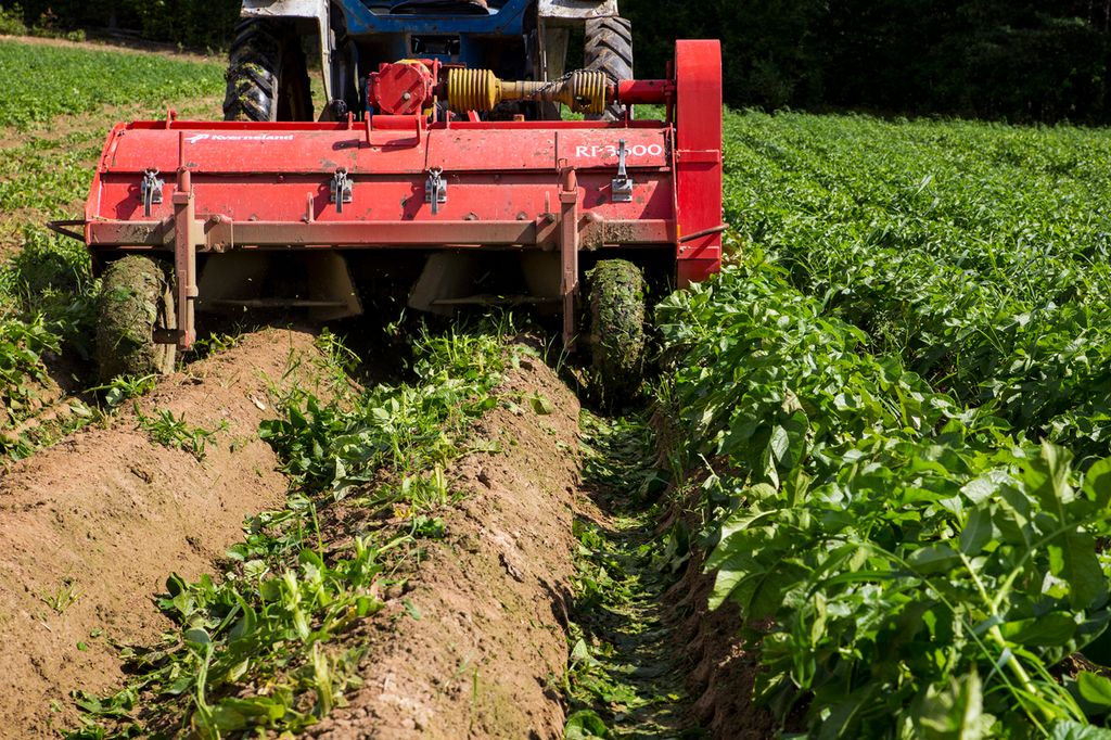 Traktor med risknuser fjerner potetris. Foto.