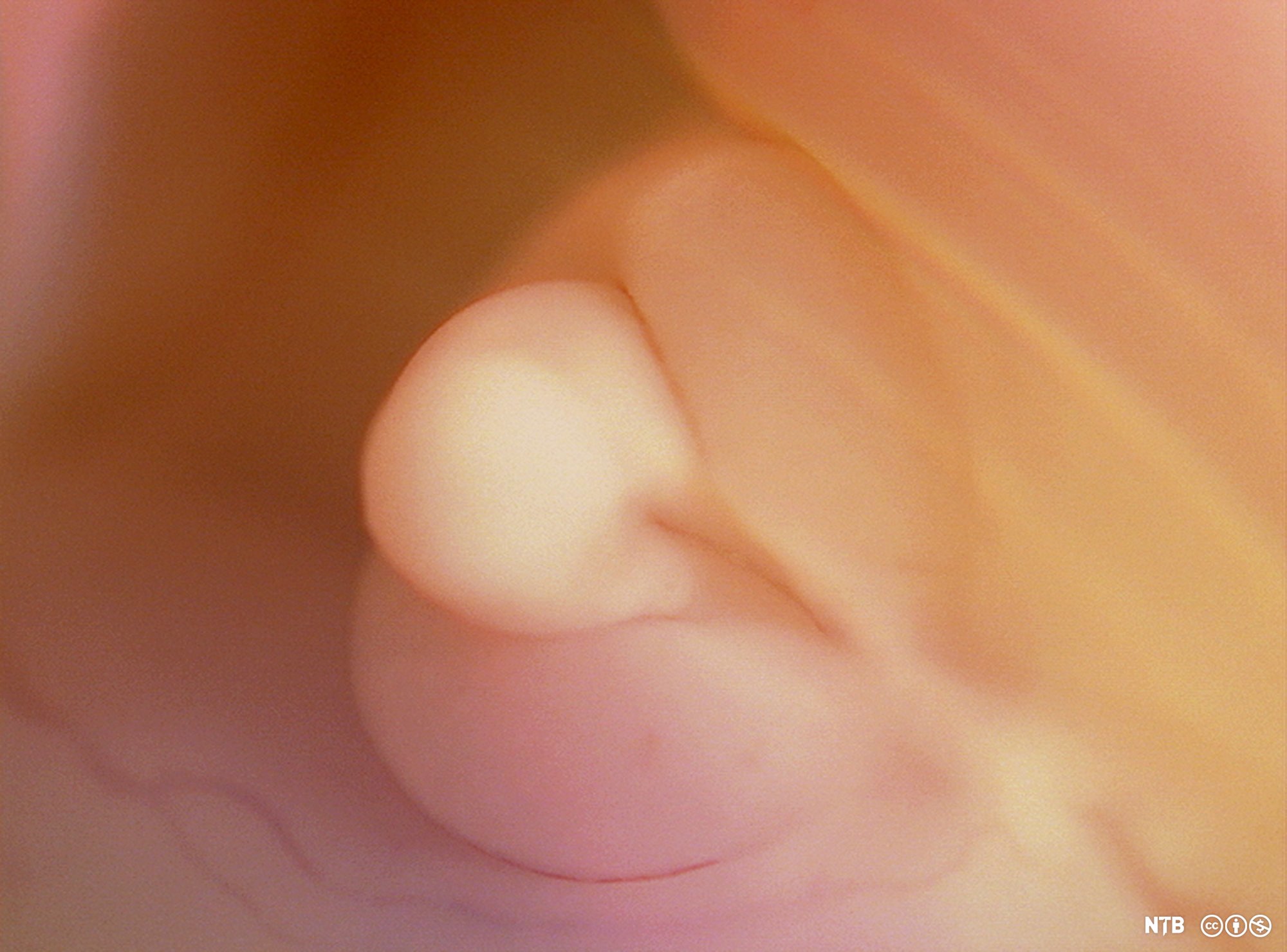 Uyda yalangoch qizlar video