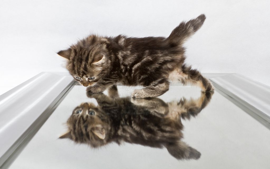 Kitten walking on a mirror looking at its reflection. Photo.