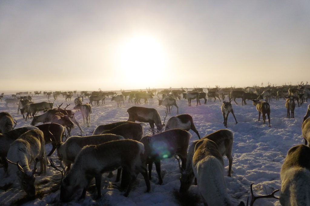 En flokk med rein på en vidde med nedtrampet snø. Foto.