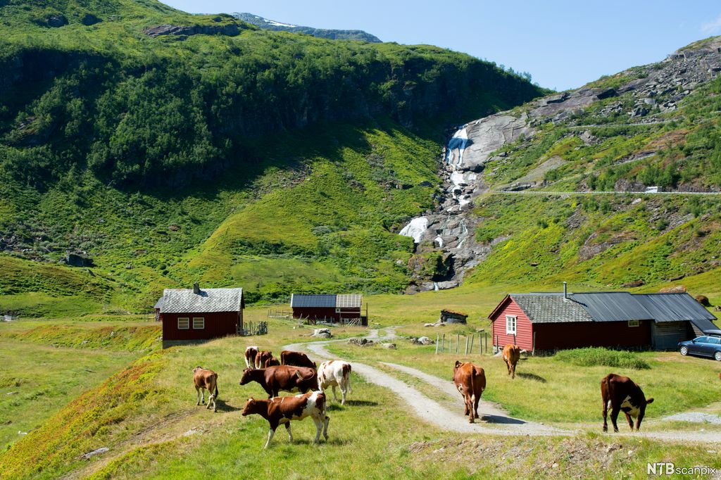 Kyr på fjellbeite med seter og elv i bakgrunnen. Foto. 