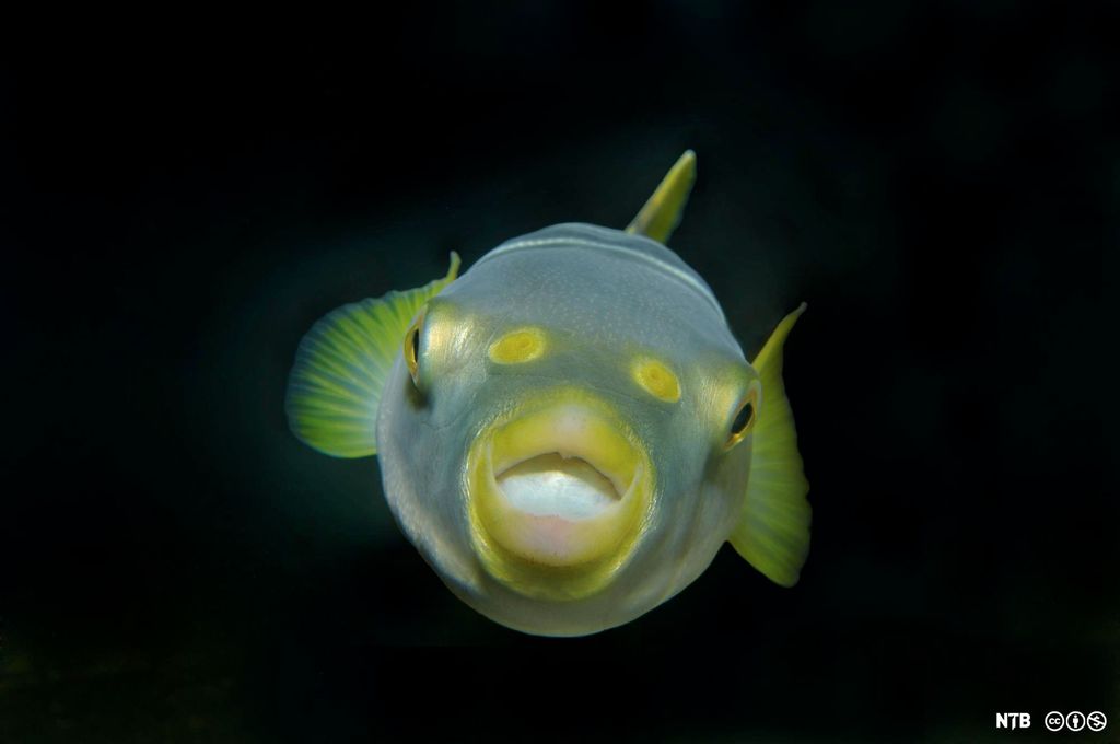 En kulefisk sett forfra. Denne arten har grålig kropp med gule tegninger. Foto.