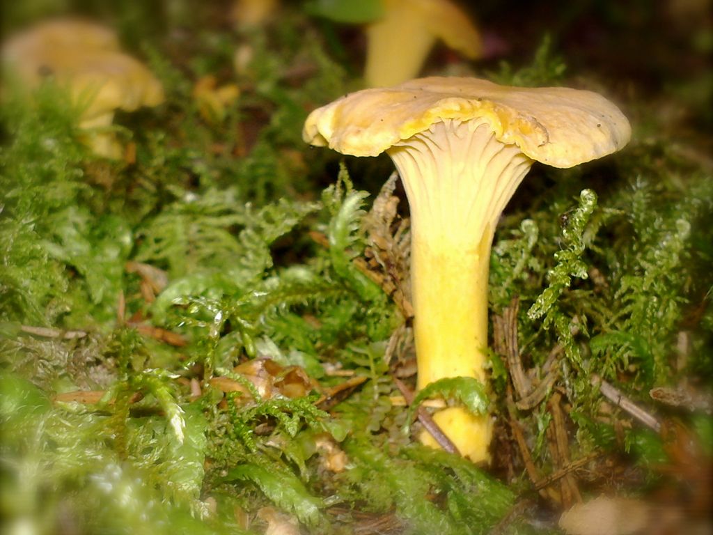 Gul sopp og grønn mose. Foto.