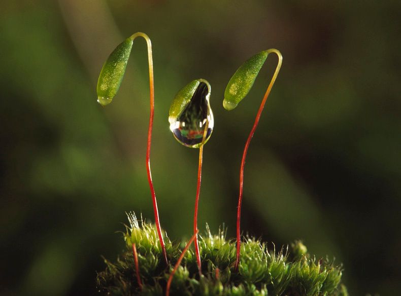 Sporeplanter hos mose. Foto.