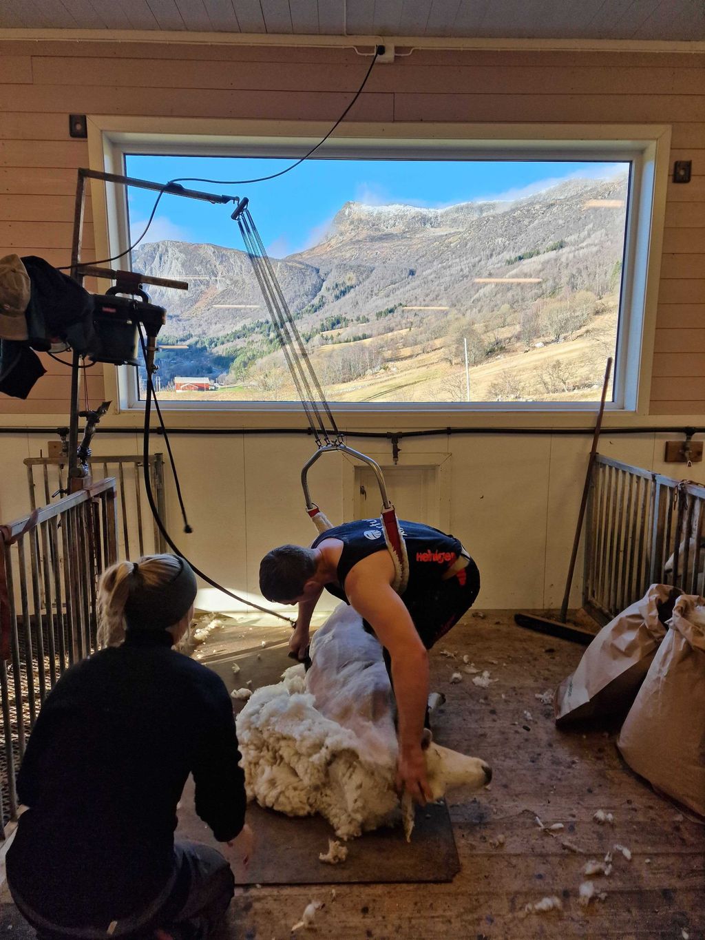 En mann er i gang med å klippe en sau. Sauen ligger på sida med magen vendt mot mannen. Saueklipperen holder hodet til sauen med venstre hånd samtidig som han fører klippemaskina fram fra sauens hofte mot nakkepartiet. Det sitter ei dame på huk foran dem og samler opp ulla. Foto.