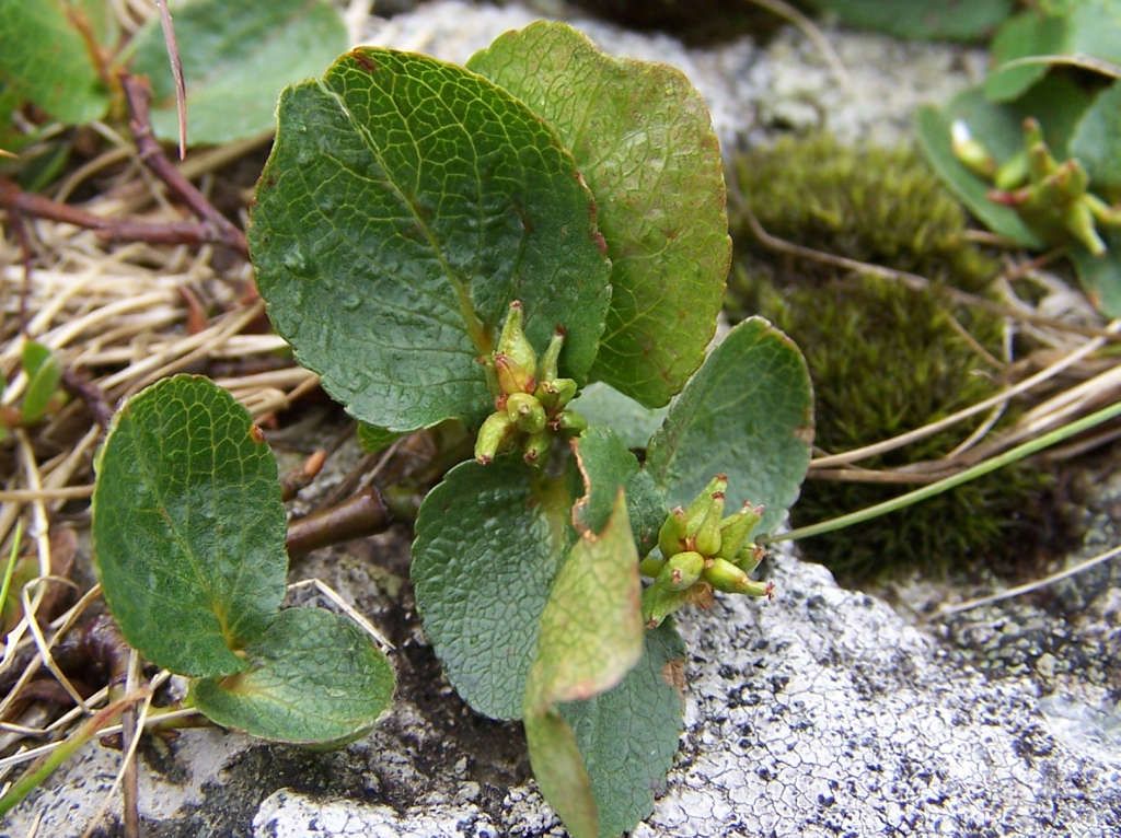 Liten plante med små, runde blad. Foto