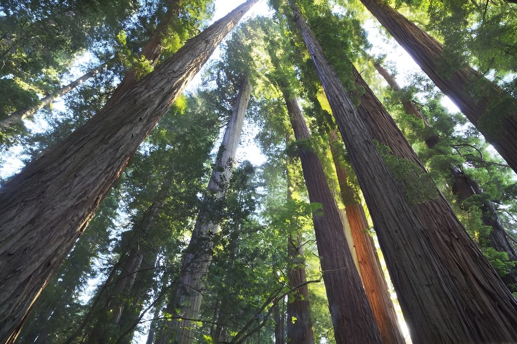 Høge sequioiatre i froskeperspektiv. Brune slanke trestammar og grønt lauvverk i toppen. Sola skin innimellom trea. Foto.
