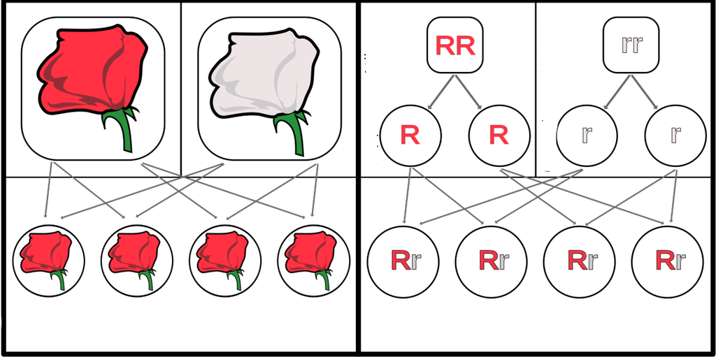 Hvit og rød blomst krysses og får bare røde avkom. Illustrasjon.
