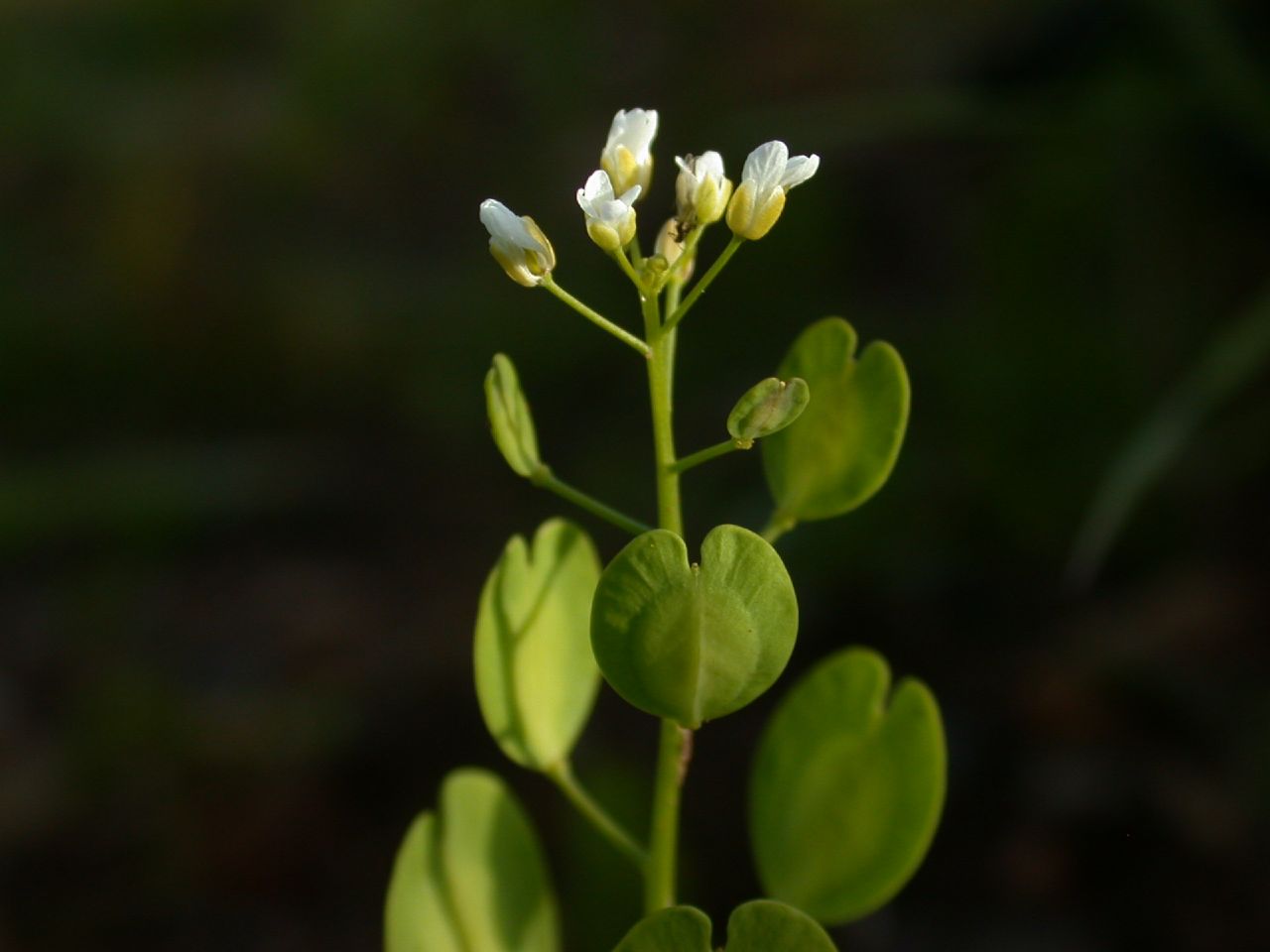 Nærbilde av toppen på plante med ovale, grønne blader og hvite, små blomster øverst. Foto.