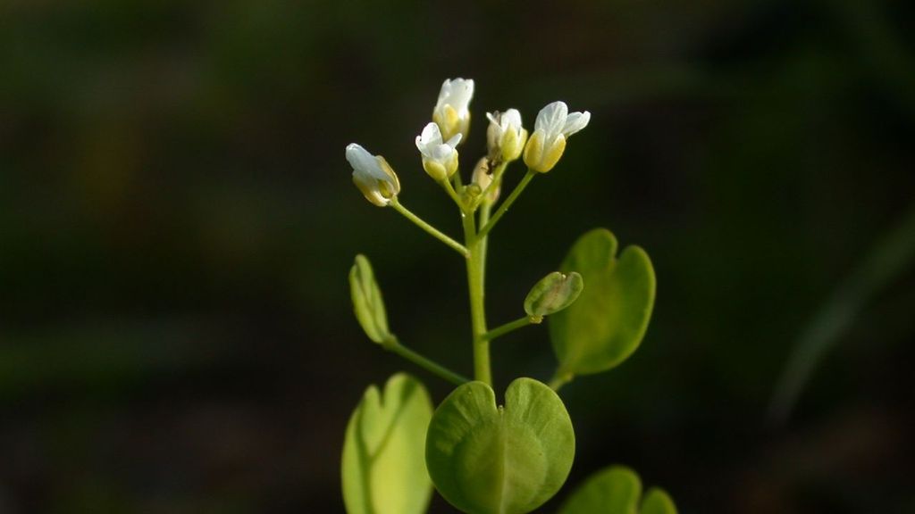 Nærbilde av toppen på plante med ovale, grønne blader og hvite, små blomster øverst. Foto.