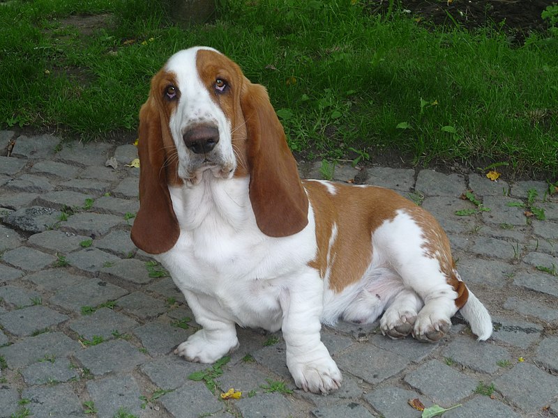 En hund av rasen basset. Den har hvit og brun pels, store hengende ører og korte bein. Foto.