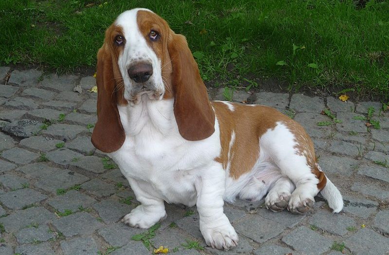 En hund av rasen basset. Den har hvit og brun pels, store hengende ører og korte bein. Foto.