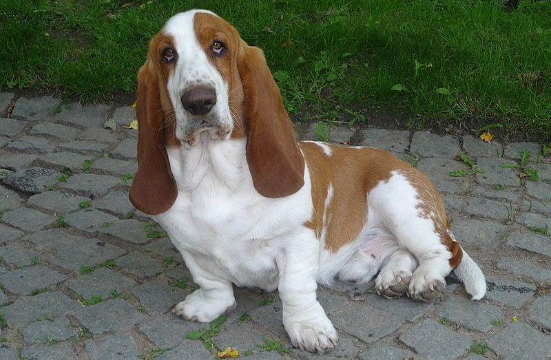 Ein hund av rasen basset. Den har kvit og brun pels, store hengande øyre og korte bein. Foto.