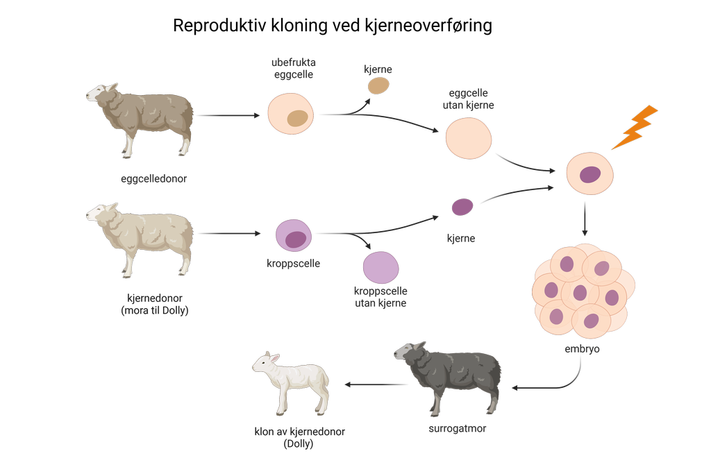Cellekjerne fra sau overføres til eggcelle uten kjerne fra en annen sau. Eggcella utvikler seg til et embryo, settes inn i en fostermor som bære fram en klon av sauen som donerte cellekjerne. Illustrasjon.