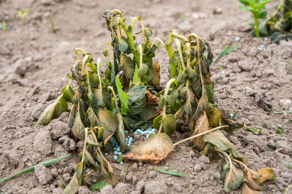 Plante med blader som henger ned og begynner å bli brune. Foto.