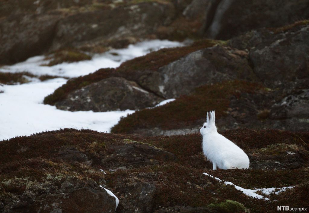 Hvit hare på barmark. Foto.