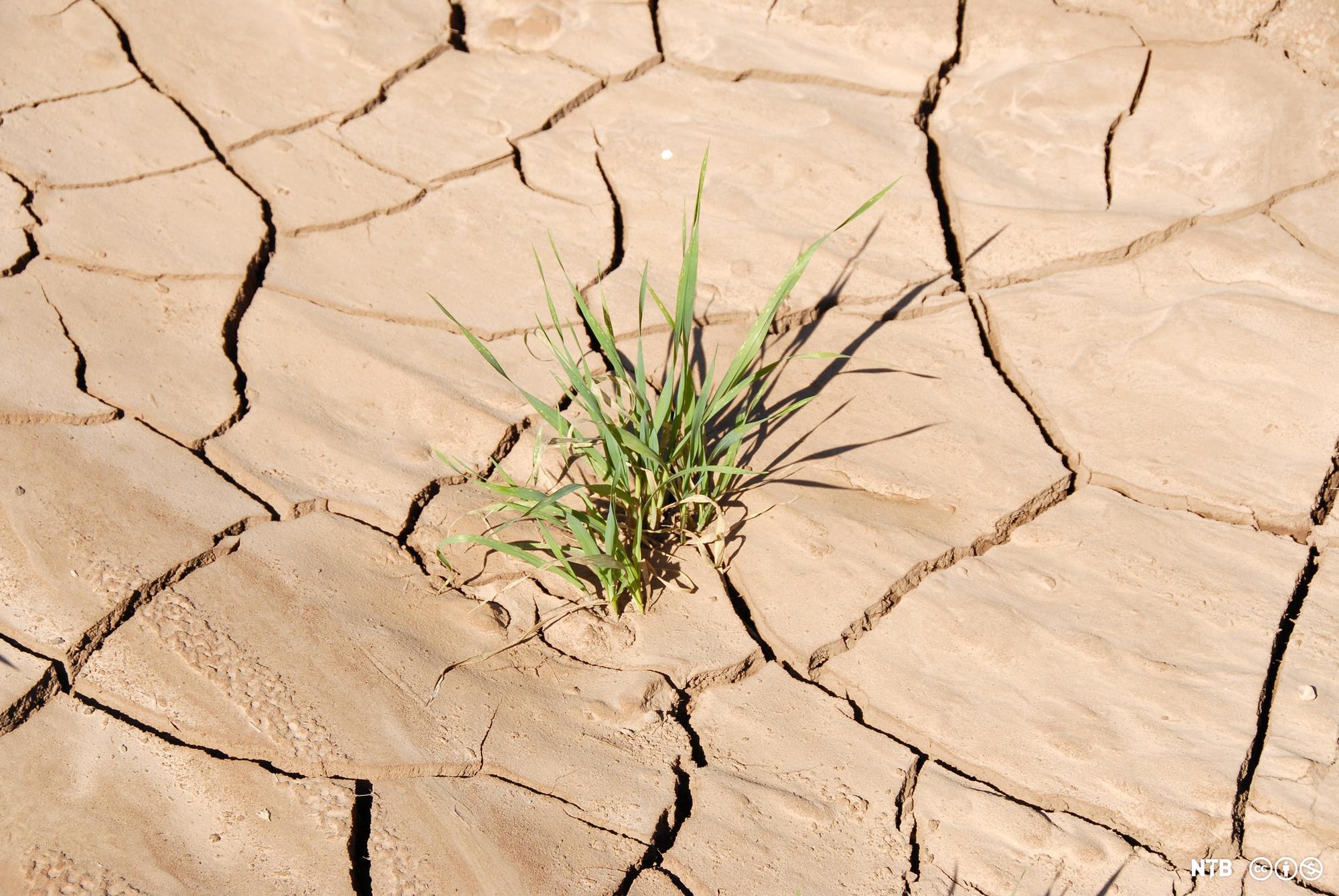 Green plant growing up through the cracks of dried soil. Photo.