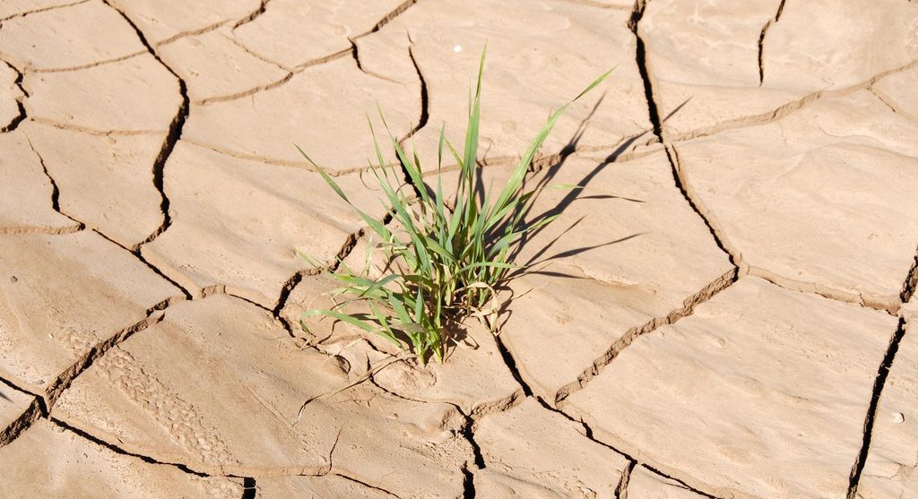Green plant growing up through the cracks of dried soil. Photo.