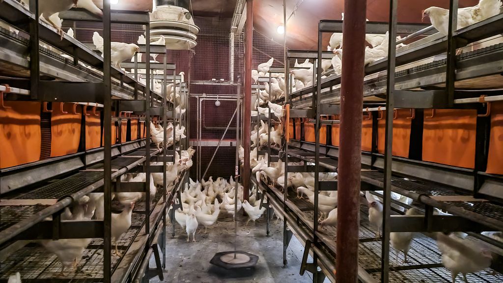 Innredning i et hønsehus. Det er flere etasjer langs veggene slik at hønene kan velge om de vil være i høyden eller nede på golvet. Verpeområder er skjermet med gardiner av plast. Foto.
