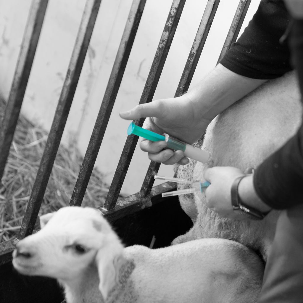 To hender setter sprøyte i sida på ei søye. Tett inntil søya står et lam. Bildet er i svart-hvitt med unntak av det medisinske utstyret som er i farger. Foto.