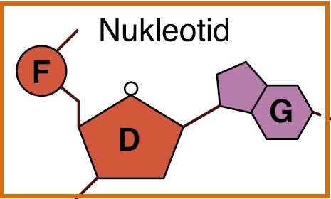 Fosfáhtajoavku (F), sohkar (D) ja nitrogenabása (G) oktiičadnon. Illustrašuvdna.