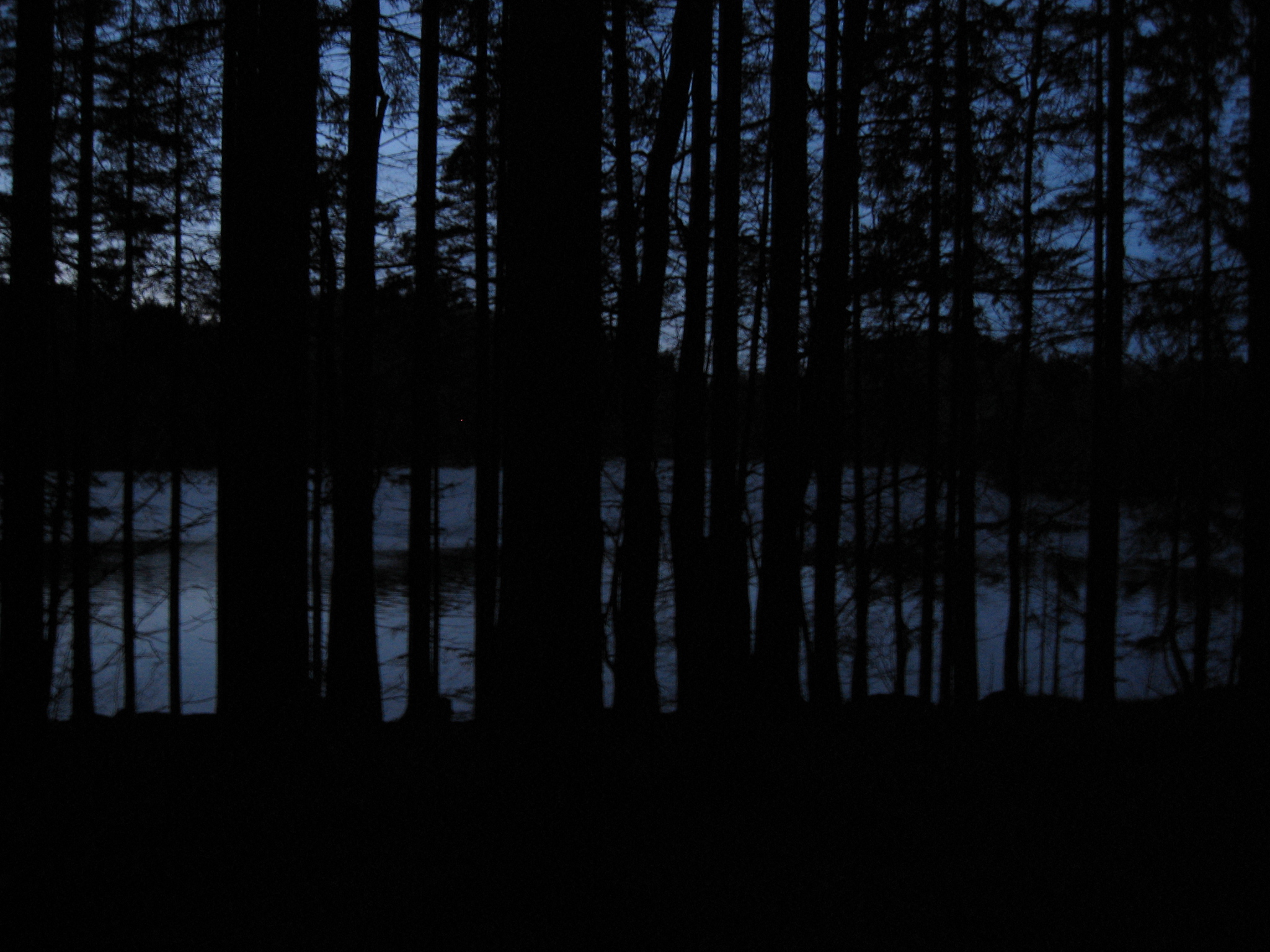 Bilde av en mørk skog. Foto.