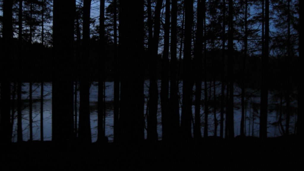 Bilete av ein mørk skog. Foto.