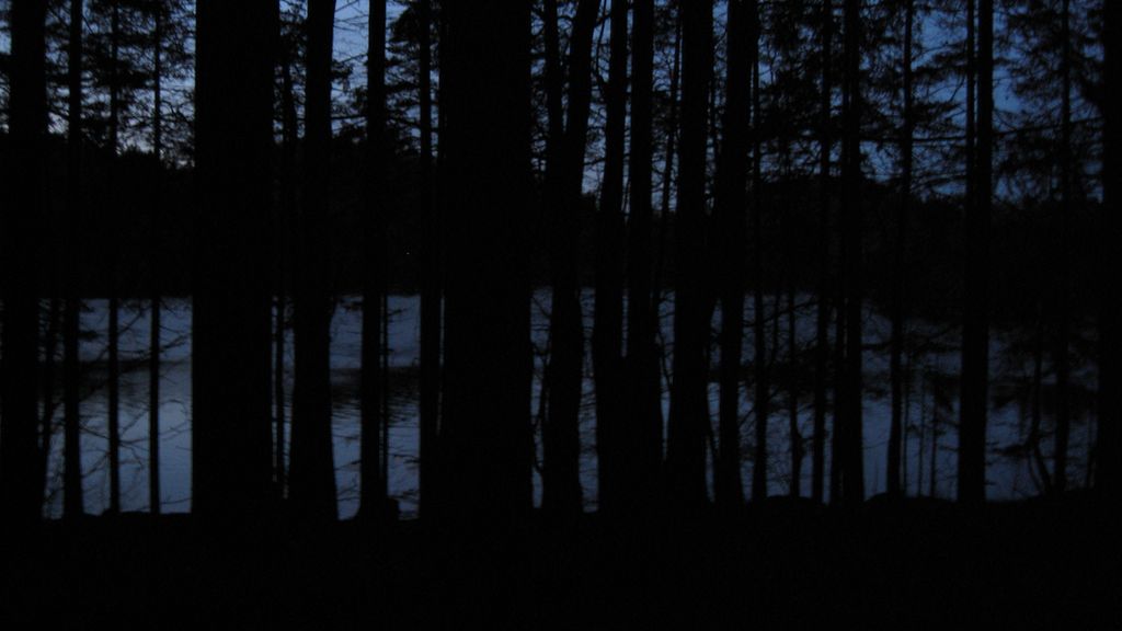 Bilde av en mørk skog. Foto.