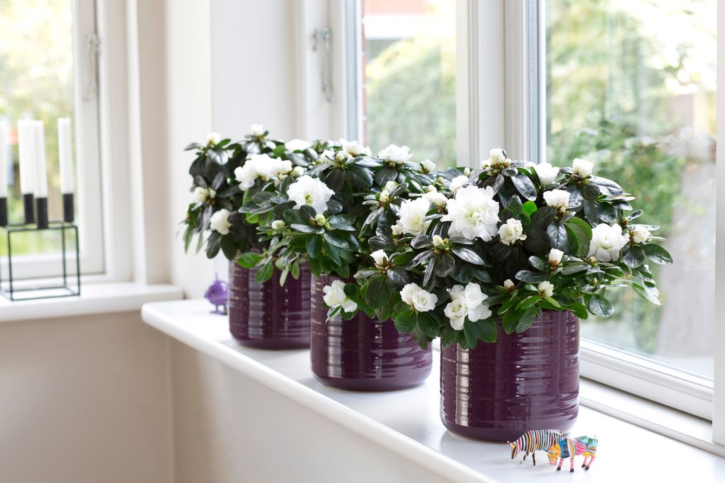 Tre planter med kvite blomster i en vinduskarm. Foto.