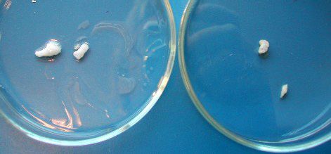 Små hvite klumper i flate glass-skåler. Foto.